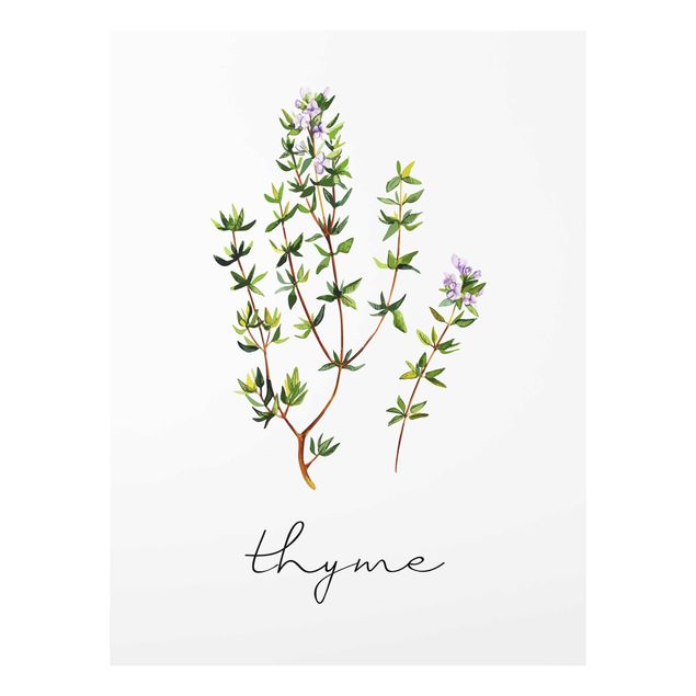 quadros decorativos verde Herbs Illustration Thyme