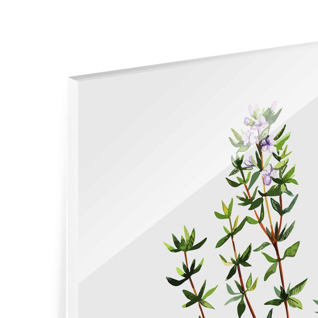 quadro de vidro Herbs Illustration Thyme