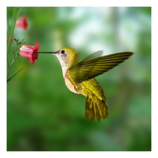 Autocolantes para vidros flores Hummingbird And Flower