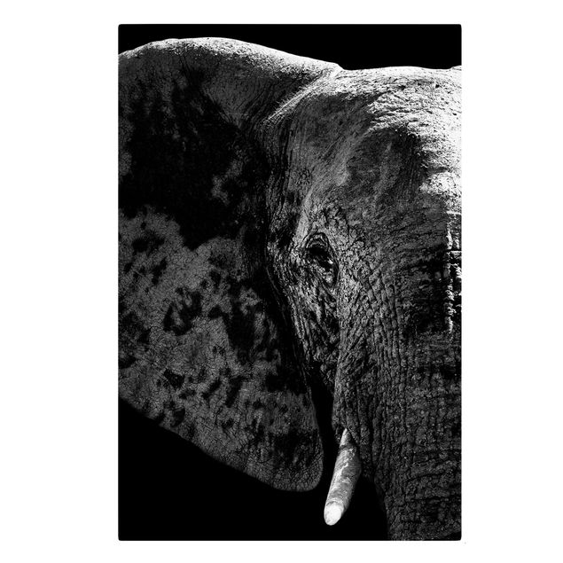 Telas decorativas em preto e branco African Elephant black and white