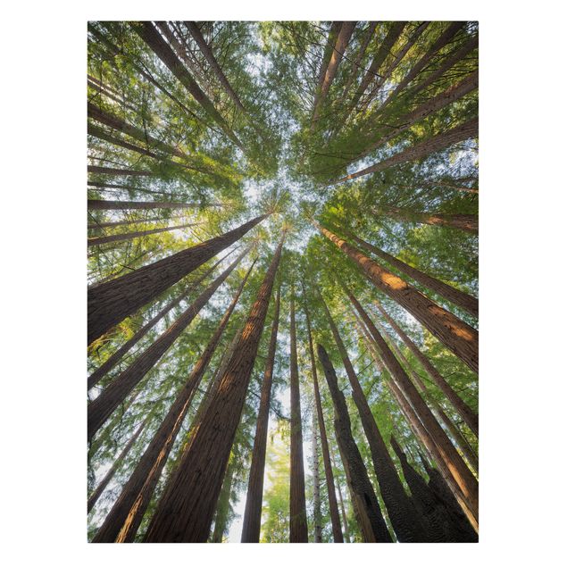 Quadros florais Sequoia Tree Tops Worm'S-Eye View