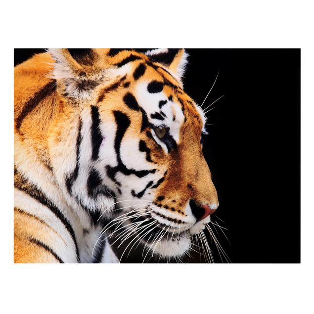 Telas decorativas animais Tiger Beauty