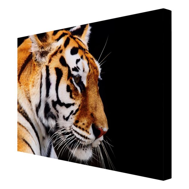 quadros modernos para quarto de casal Tiger Beauty