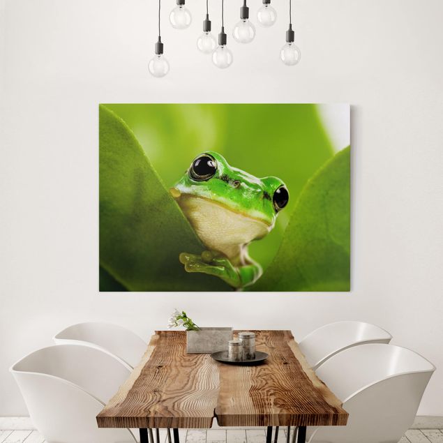 Telas decorativas rãs Frog