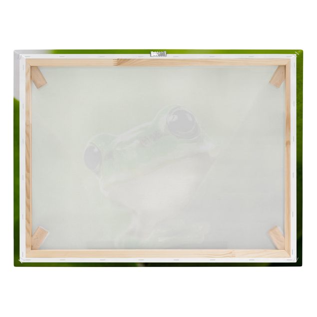 quadros em tela Frog
