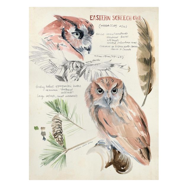Quadros em marrom Wilderness Journal - Owl
