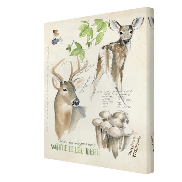 Quadros em marrom Wilderness Journal - Deer