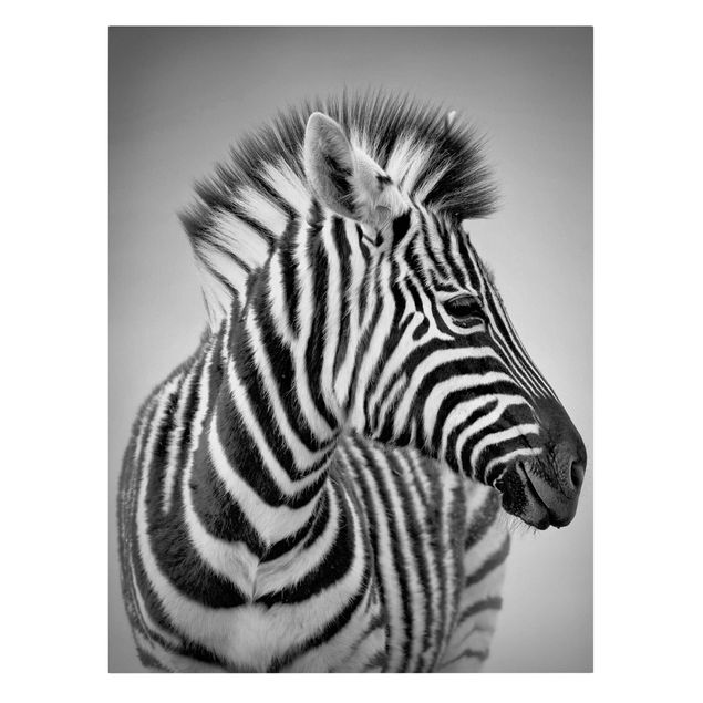 Telas decorativas animais Zebra Baby Portrait II
