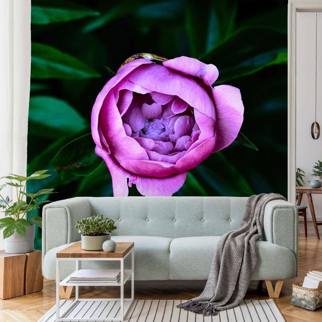 papel de parede moderno para sala Purple Peonies Blossoms In Front Of Leaves