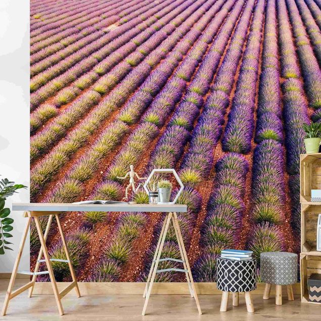 Matteo Colombo Bilder Picturesque Lavender Field