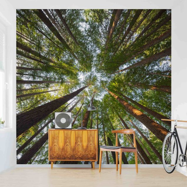 papel parede de floresta Sequoia Tree Tops