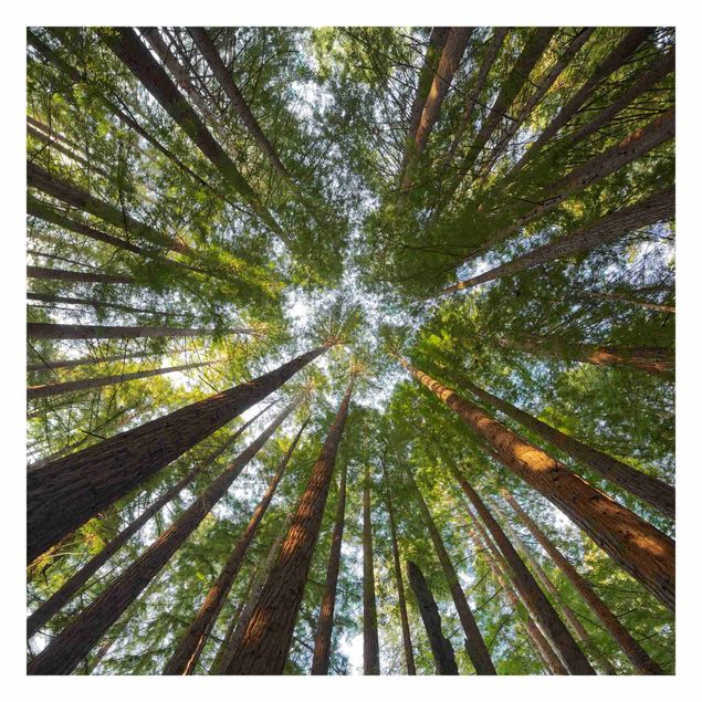 Quadros de Rainer Mirau Sequoia Tree Tops