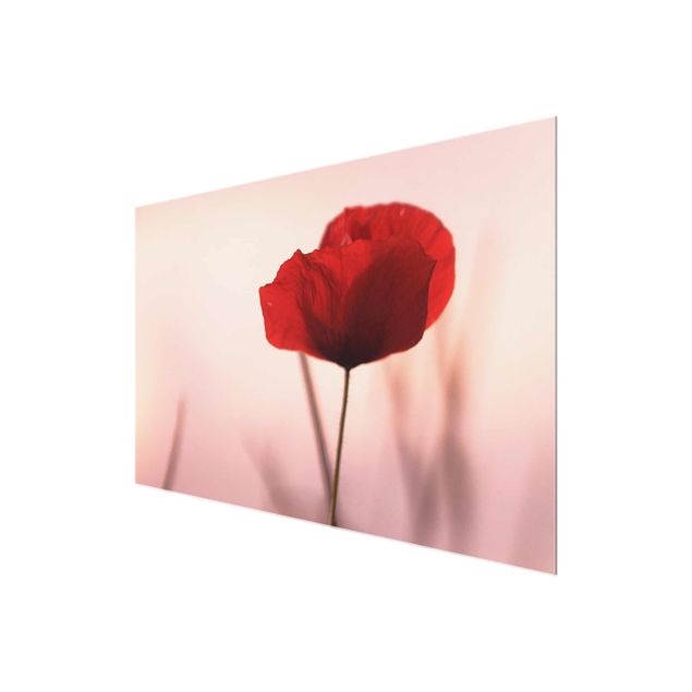quadro com flores Poppy Flower In Twilight
