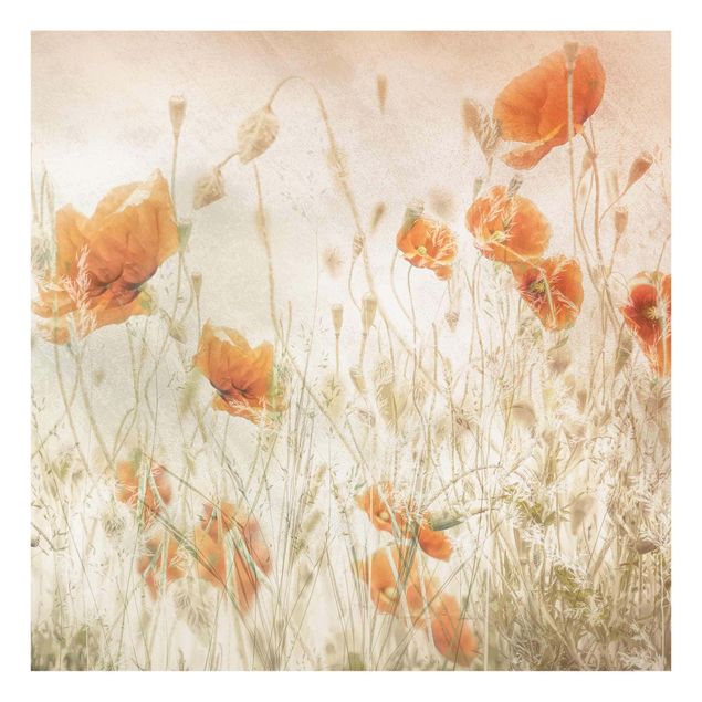 Quadros florais Poppy Flowers And Grasses In A Field