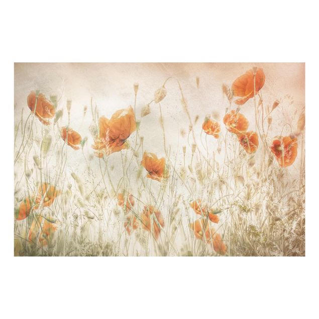 Quadros florais Poppy Flowers And Grasses In A Field