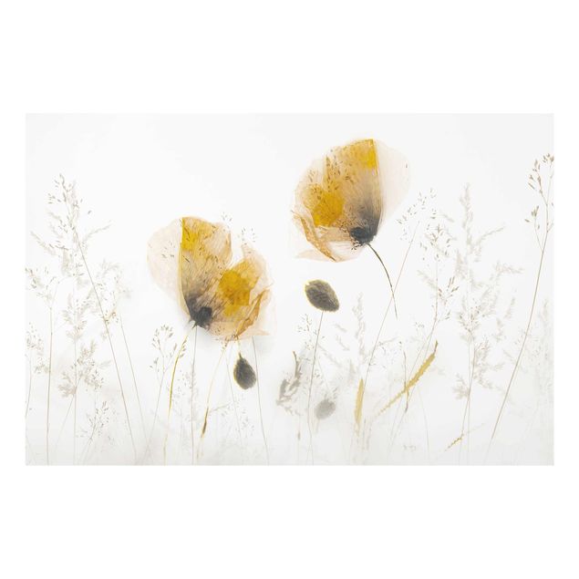 Quadros florais Poppy Flowers And Delicate Grasses In Soft Fog