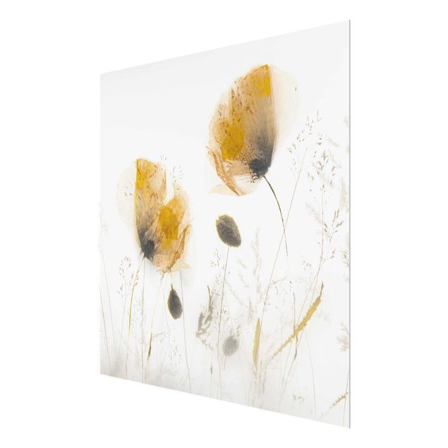 quadros flores Poppy Flowers And Delicate Grasses In Soft Fog