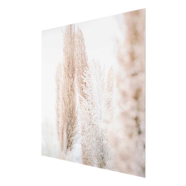 quadro de vidro Pampas Grass In White Light