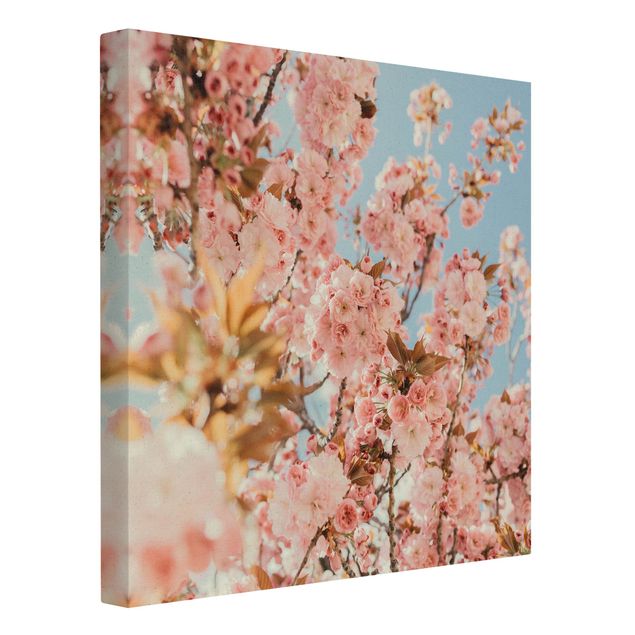 decoração quadros Pink Cherry Blossoms Galore