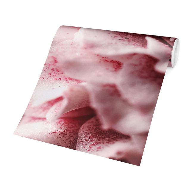 papel de parede floral Shabby Light Pink Rose Pastel
