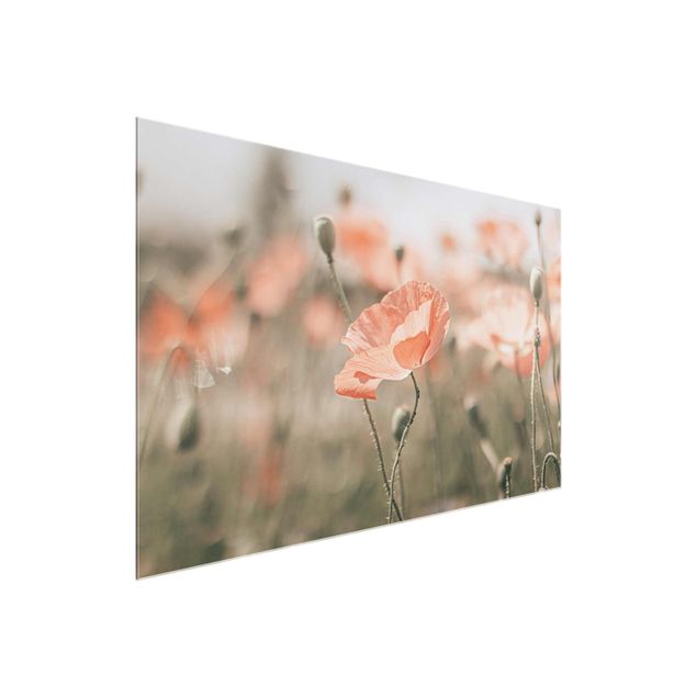 Quadros em vidro flores Sun-Kissed Poppy Fields