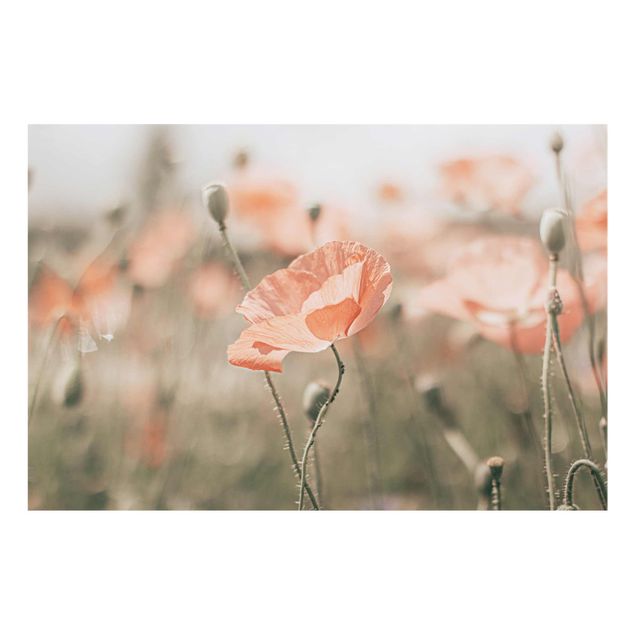 Quadros florais Sun-Kissed Poppy Fields