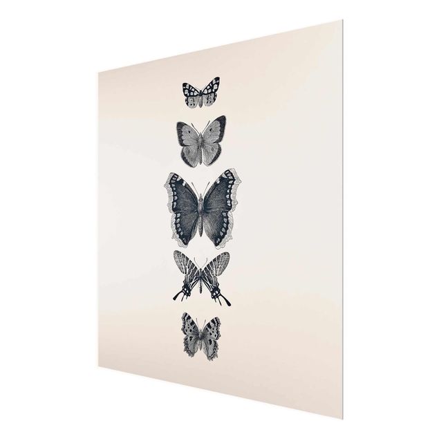 Quadros em cinza Ink Butterflies On Beige Backdrop