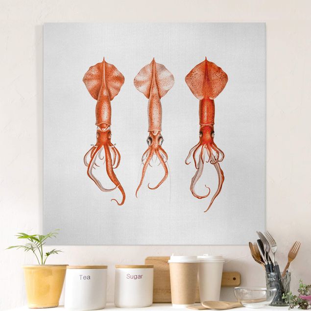 Telas decorativas peixes Vintage Illustration Red Squid