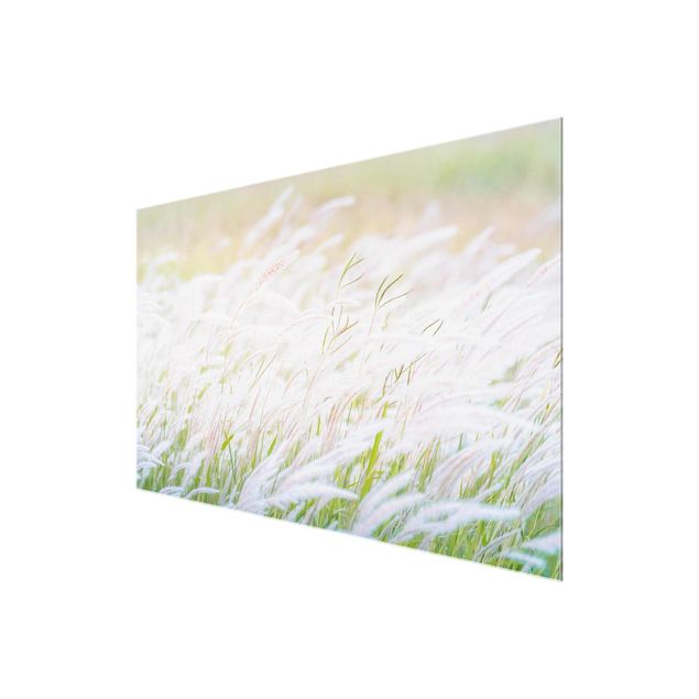 quadro de vidro Soft Grasses