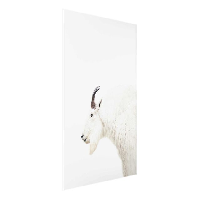 Quadros em vidro animais White Mountain Goat