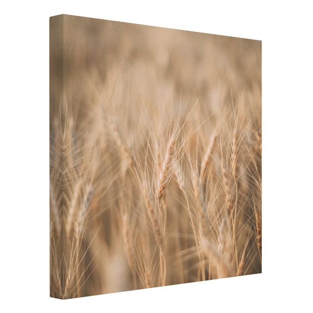 Telas decorativas Wheat Field