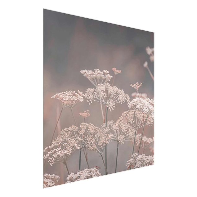 quadros de flores Wild Apiaceae