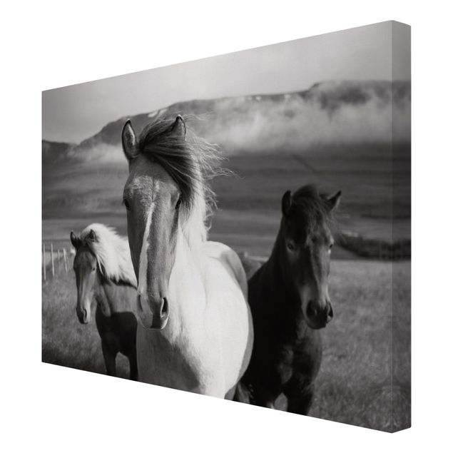 quadros modernos para quarto de casal Wild Horses Black And White