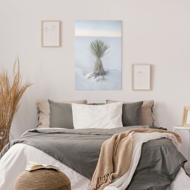 Quadros paisagens Yucca palm in white sand