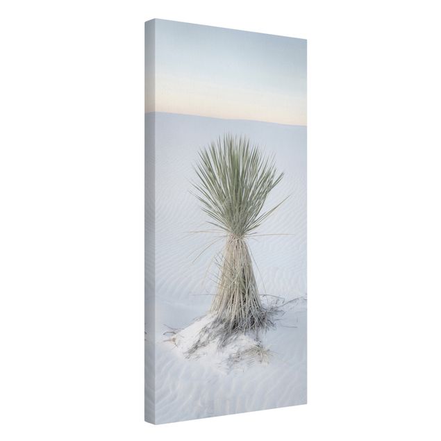 Telas decorativas paisagens Yucca palm in white sand