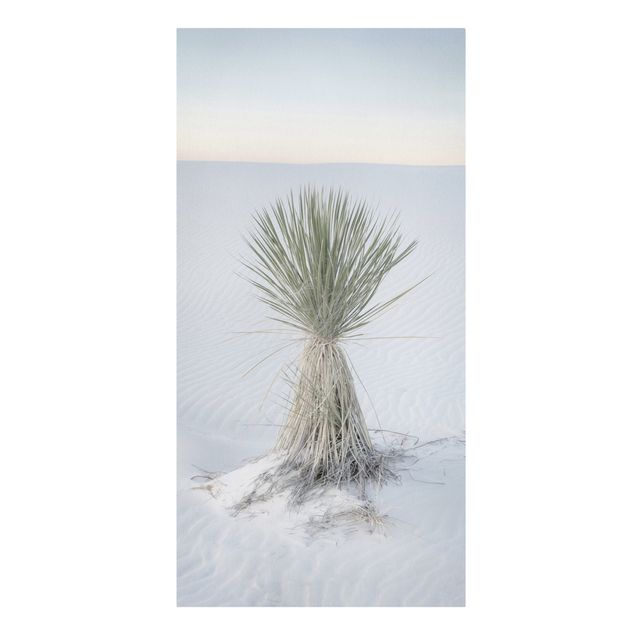 Quadros natureza Yucca palm in white sand