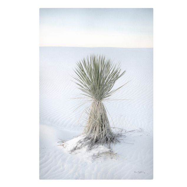Quadros natureza Yucca palm in white sand