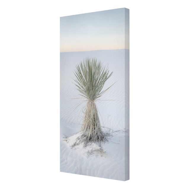 Quadros modernos Yucca palm in white sand