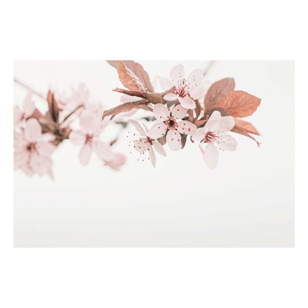 Quadros rosas Delicate Cherry Blossoms On A Twig