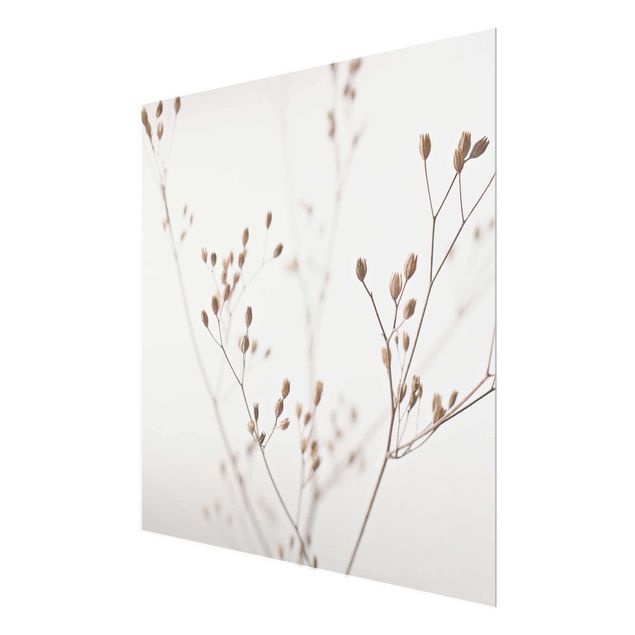 quadro em vidro Delicate Buds On A Wildflower Stem