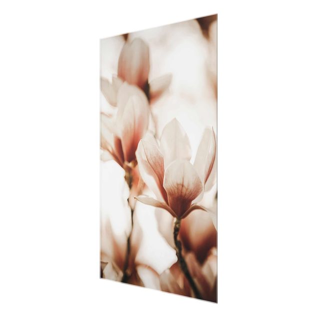 quadros para parede Delicate Magnolia Flowers In An Interplay Of Light And Shadows