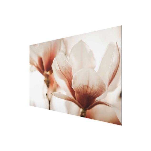 quadros para parede Delicate Magnolia Flowers In An Interplay Of Light And Shadows