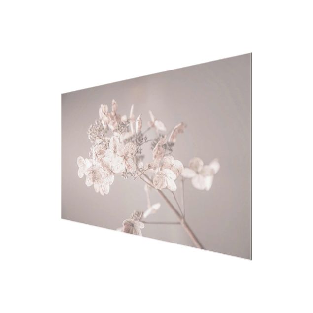 quadro em vidro Delicate White Hydrangea