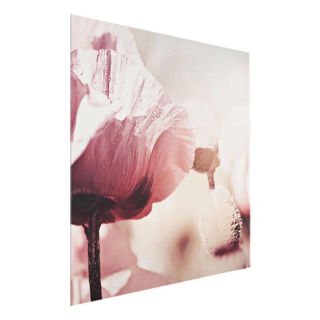 Quadros em vidro flores Pale Pink Poppy Flower With Water Drops
