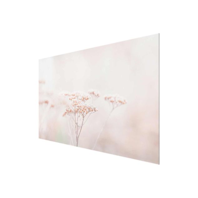 quadros para parede Pale Pink Wild Flowers