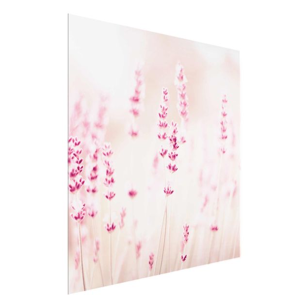 quadros flores Pale Pink Lavender