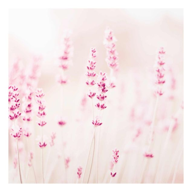 Quadros rosas Pale Pink Lavender
