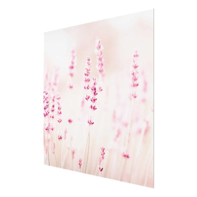 quadros para parede Pale Pink Lavender
