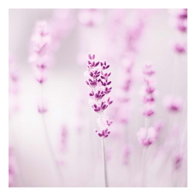 Quadros em lilás Pale Purple Lavender