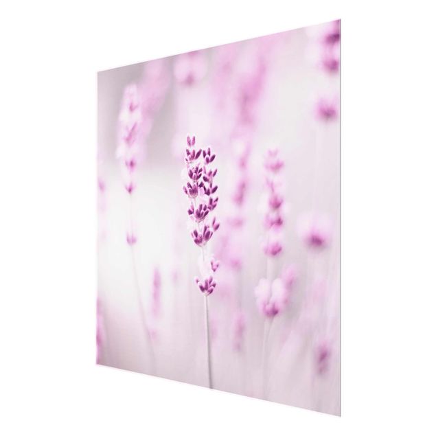 decoração quadros Pale Purple Lavender